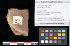 Foto (Objekt + Etikett) von Myrica lignitum Unger (NHMW-GEO-2024-0188-0595)